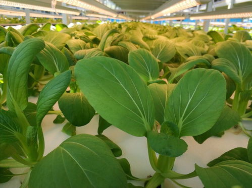百源康鱼菜高 新冠疫情给中国农业带来的8点影响