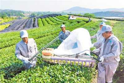 大悟茶产业引进18个合作项目